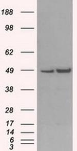 MAN1 Antibody in Western Blot (WB)
