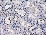 TTLL12 Antibody in Immunohistochemistry (Paraffin) (IHC (P))