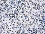 TTLL12 Antibody in Immunohistochemistry (Paraffin) (IHC (P))