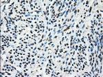 TTLL12 Antibody in Immunohistochemistry (Paraffin) (IHC (P))