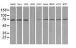 TTLL12 Antibody in Western Blot (WB)