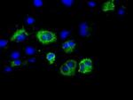 CISD1 Antibody in Immunocytochemistry (ICC/IF)