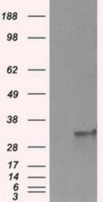 FAHD2A Antibody in Western Blot (WB)