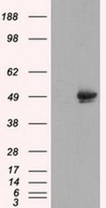 CUGBP1 Antibody in Western Blot (WB)