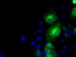 BHMT Antibody in Immunocytochemistry (ICC/IF)