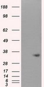 NIT1 Antibody in Western Blot (WB)