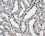 PTPRE Antibody in Immunohistochemistry (Paraffin) (IHC (P))