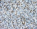 PTPRE Antibody in Immunohistochemistry (Paraffin) (IHC (P))