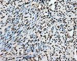 PTPRE Antibody in Immunohistochemistry (Paraffin) (IHC (P))