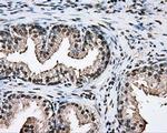 PTPRE Antibody in Immunohistochemistry (Paraffin) (IHC (P))