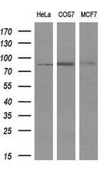 PTPRE Antibody in Western Blot (WB)