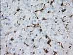 ALDH3A1 Antibody in Immunohistochemistry (Paraffin) (IHC (P))