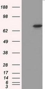 cGKI Antibody in Western Blot (WB)