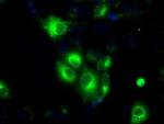 H6PD Antibody in Immunocytochemistry (ICC/IF)