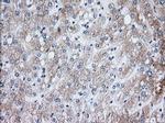 H6PD Antibody in Immunohistochemistry (Paraffin) (IHC (P))