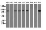 H6PD Antibody in Western Blot (WB)