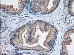 NXNL2 Antibody in Immunohistochemistry (Paraffin) (IHC (P))