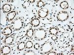 USP5 Antibody in Immunohistochemistry (Paraffin) (IHC (P))