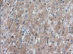 BDH2 Antibody in Immunohistochemistry (Paraffin) (IHC (P))