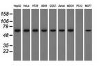 SNX9 Antibody in Western Blot (WB)
