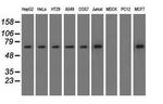 SNX9 Antibody in Western Blot (WB)