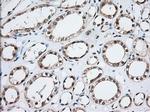 MOB4A Antibody in Immunohistochemistry (Paraffin) (IHC (P))