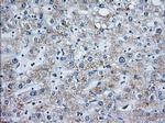 MOB4A Antibody in Immunohistochemistry (Paraffin) (IHC (P))