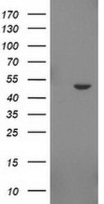 IDO2 Antibody in Western Blot (WB)