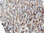 MOB4A Antibody in Immunohistochemistry (Paraffin) (IHC (P))