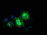 Ephrin A2 Antibody in Immunocytochemistry (ICC/IF)