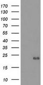 Ephrin A2 Antibody in Western Blot (WB)