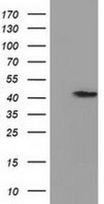 PRPSAP2 Antibody in Western Blot (WB)