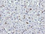 ARHGAP25 Antibody in Immunohistochemistry (Paraffin) (IHC (P))