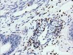 ARHGAP25 Antibody in Immunohistochemistry (Paraffin) (IHC (P))