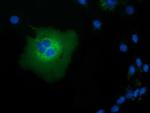 TCP11L2 Antibody in Immunocytochemistry (ICC/IF)