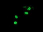 PPWD1 Antibody in Immunocytochemistry (ICC/IF)