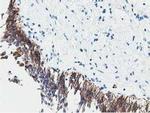 PPWD1 Antibody in Immunohistochemistry (Paraffin) (IHC (P))