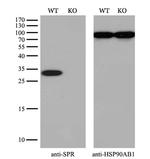 SPR Antibody