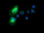 Syntrophin alpha-1 Antibody in Immunocytochemistry (ICC/IF)