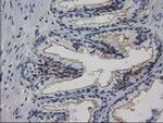 PACSIN3 Antibody in Immunohistochemistry (Paraffin) (IHC (P))