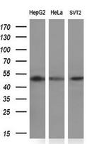 PACSIN3 Antibody in Western Blot (WB)