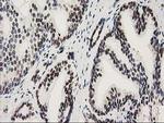 NMNAT1 Antibody in Immunohistochemistry (Paraffin) (IHC (P))