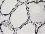 CTDSP1 Antibody in Immunohistochemistry (Paraffin) (IHC (P))