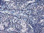 FAM40A Antibody in Immunohistochemistry (Paraffin) (IHC (P))