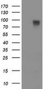 FAM40A Antibody in Western Blot (WB)