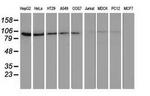 FAM40A Antibody in Western Blot (WB)