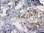 PDE2A Antibody in Immunohistochemistry (Paraffin) (IHC (P))