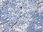 Aquaporin 1 Antibody in Immunohistochemistry (Paraffin) (IHC (P))