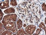 Aquaporin 1 Antibody in Immunohistochemistry (Paraffin) (IHC (P))