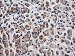 Aquaporin 1 Antibody in Immunohistochemistry (Paraffin) (IHC (P))